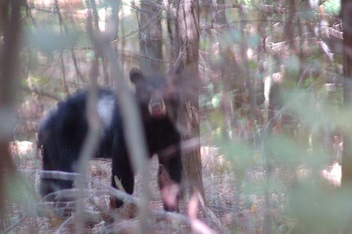 VIDEO: A Terrifying Close Call With a Mama Bear and her Cubs While Bowhunting