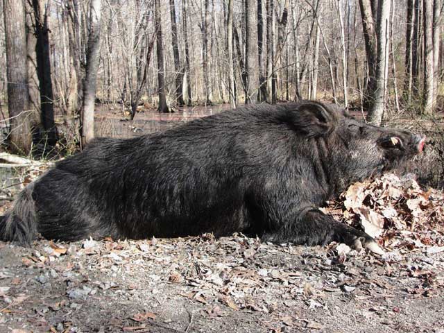 500-Pound Hog Take Down in North Carolina