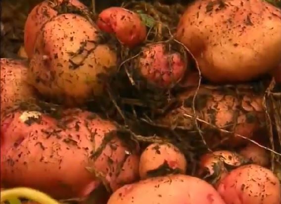 No-Dig Method for Growing Potatoes