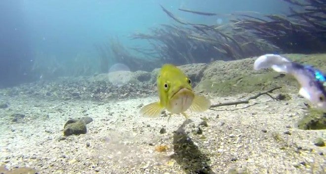 Amazing Footage: Bass Eats Lure in Ultra Clear Underwater