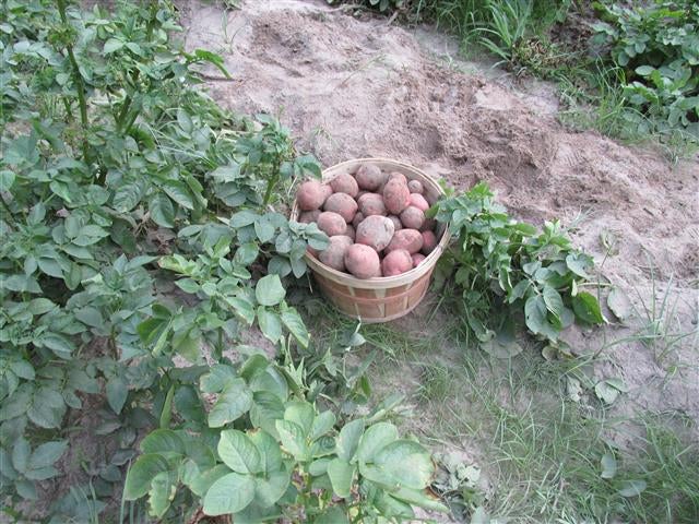 Half bushel of potatoes