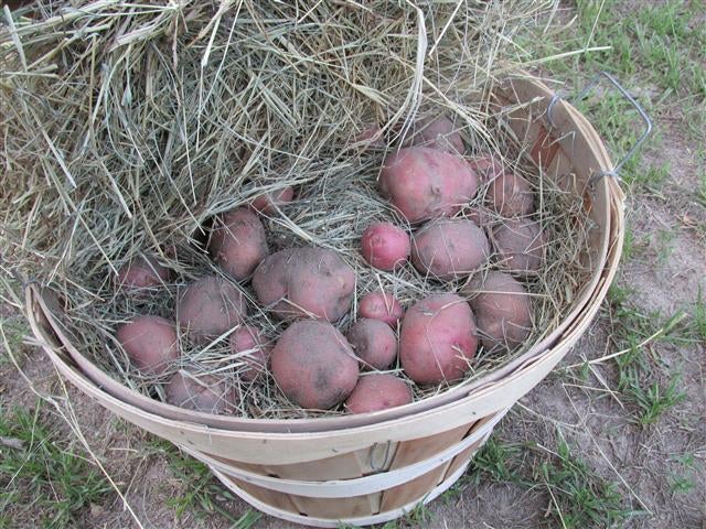 Potatoes stored in a bushel