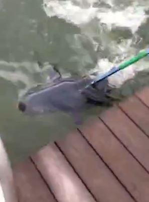 VIDEO: Gaffing a 90 Pound Tuna From a Dock