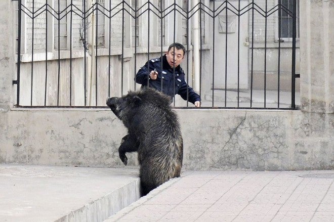 Classic: Chinese Police vs. Wild Hog