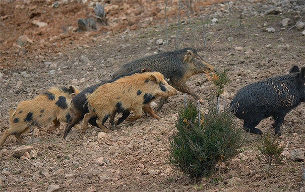 Going Hog Wild for Off-Season Porkers