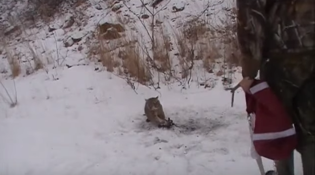 Video: Two Friends Try to Release a Trapped Bobcat