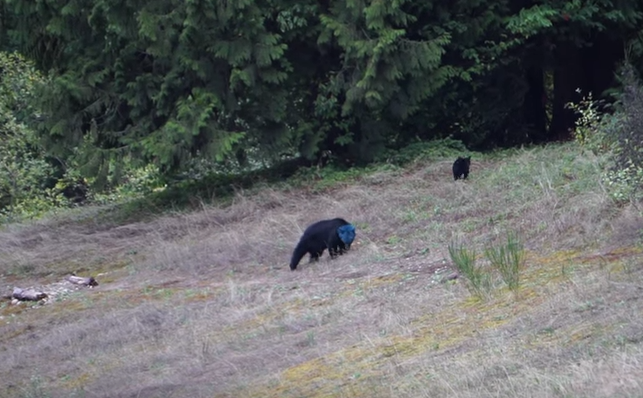 VIDEO: Bear With a Mystery Blue Head Spotted