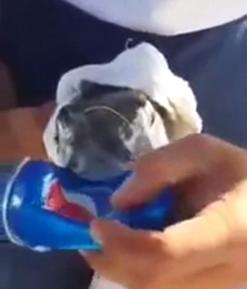 A Fish Biting an Aluminum Can. What?