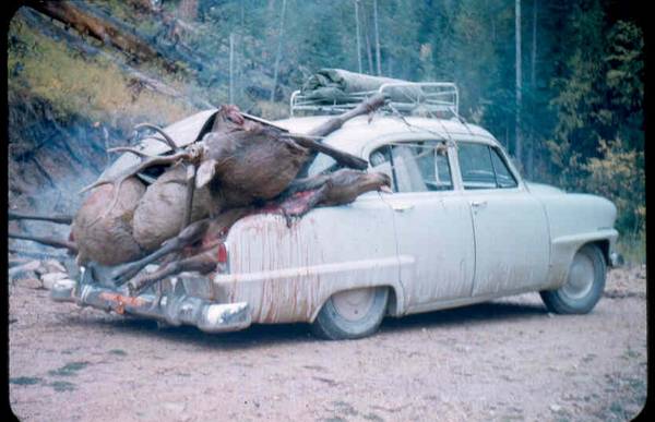 Photo: Hauling Elk Home in a Car Trunk