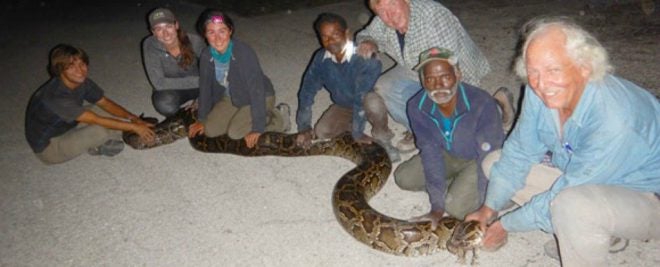 Indian Tribesmen Catching South Florida Pythons Up to 16 Feet Long.