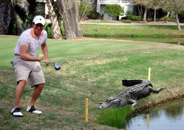 Golfer Attacked by Gator Wins with Swinging Putter