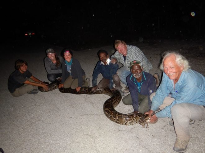 florida-taps-in-indian-tribesmen-and-detector-dogs-to-tackle-huge-snakes-photos-660x495