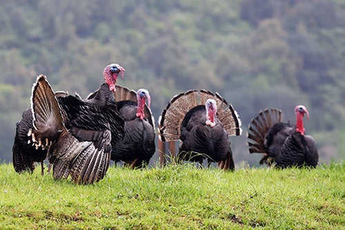 group-of-wild-turkeys