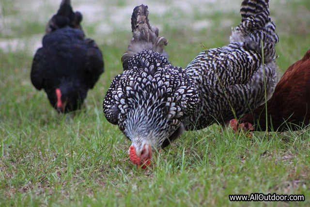 Stockpiling Food, Nutrition, and Chickens