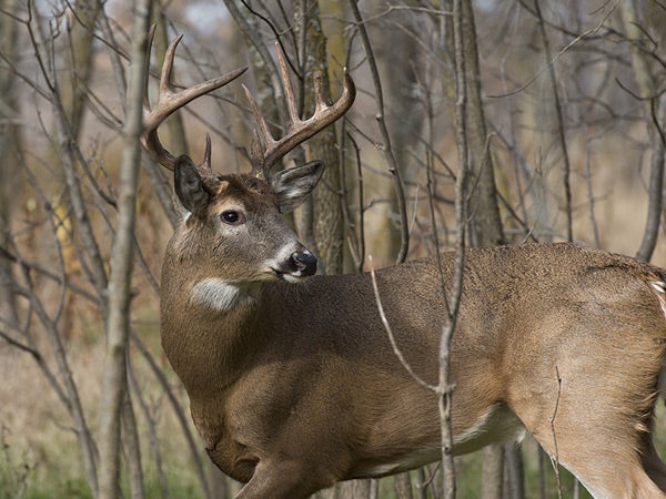 Applications available for Land Between the Lakes Deer Hunting