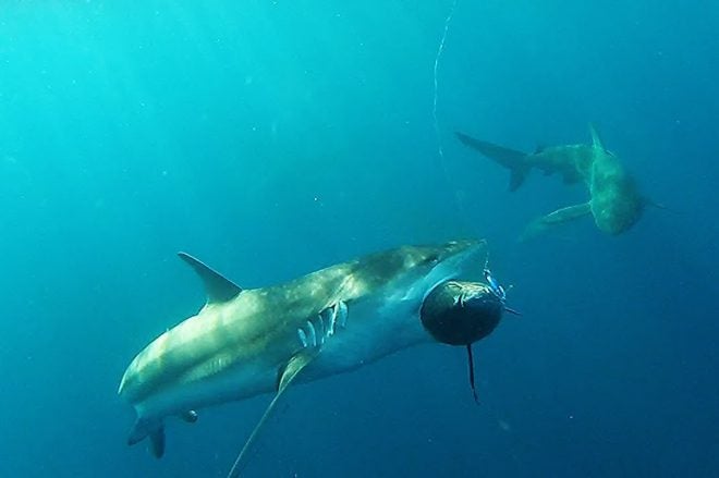 Sharks are Taking the Bite Out of North Carolina Tuna Catches