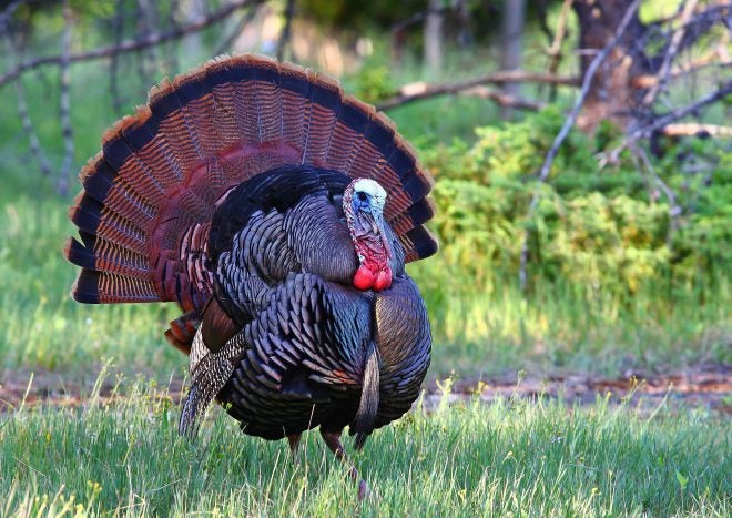 Quebec has Record Turkey Hunting Season