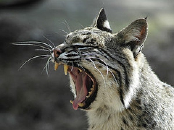 Bobcats with Rabies Attacks are Increasing