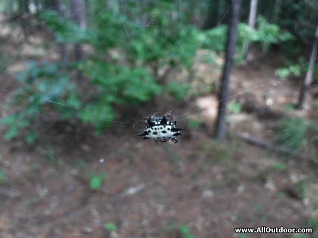 The Spiny Orb-Weaver Spider