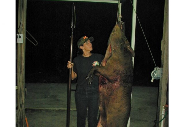 Massive Florida Hog Meets Spear