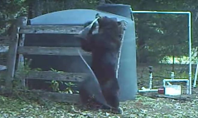 Instant Karma: Bear’s Balls Pay the Price For Damaging Water Hose