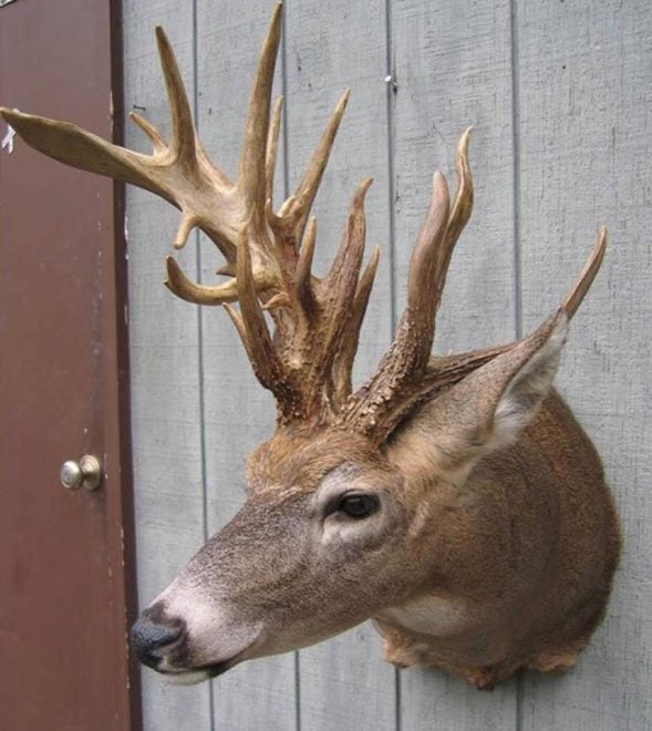 24 Photos of Buck Deer With Super-Weird Racks