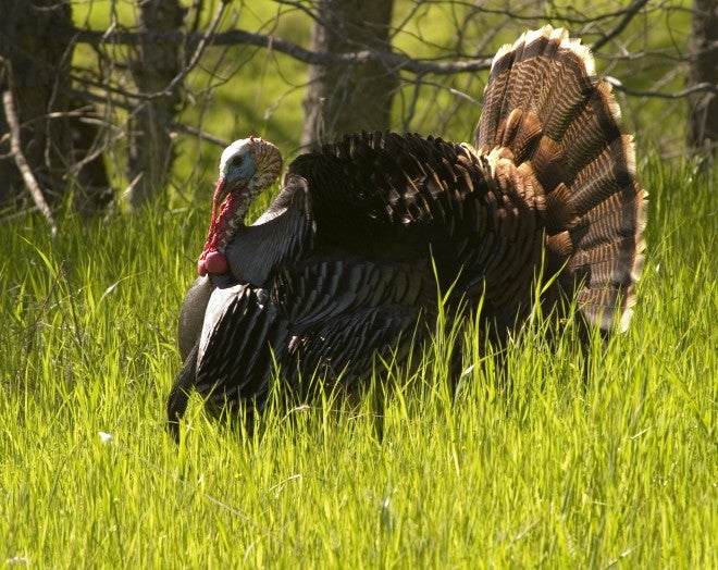 The challenges of turkey hunting with a bow