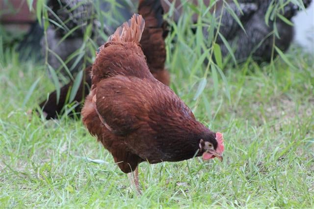 Rhode Island Red Chicken