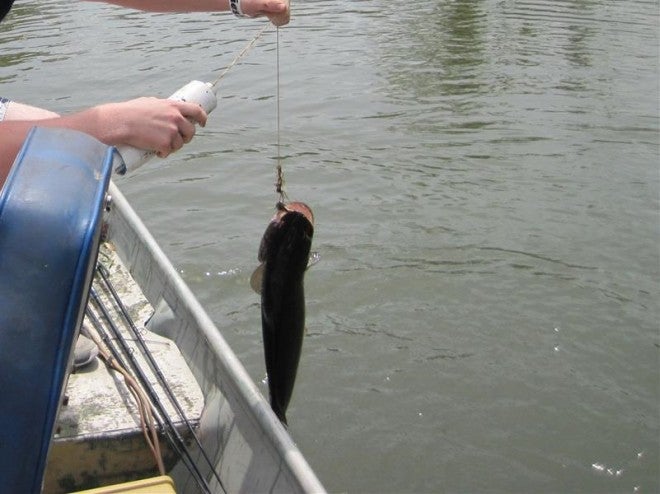 Assembling a noodle for catching catfish and bowfin 