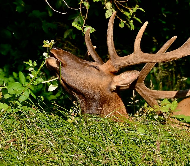 Video: Elk sniffs bow hunter’s arm