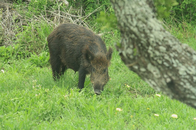 Video: $57 Million Dollars of Crop Damage from Wild Hogs