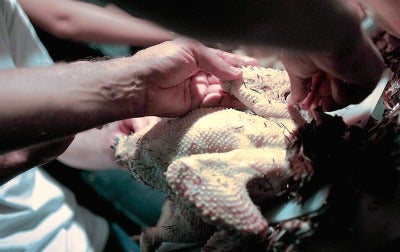 Gadget plucks a chicken in 14 seconds flat Gadget plucks a chicken in 14 seconds flat