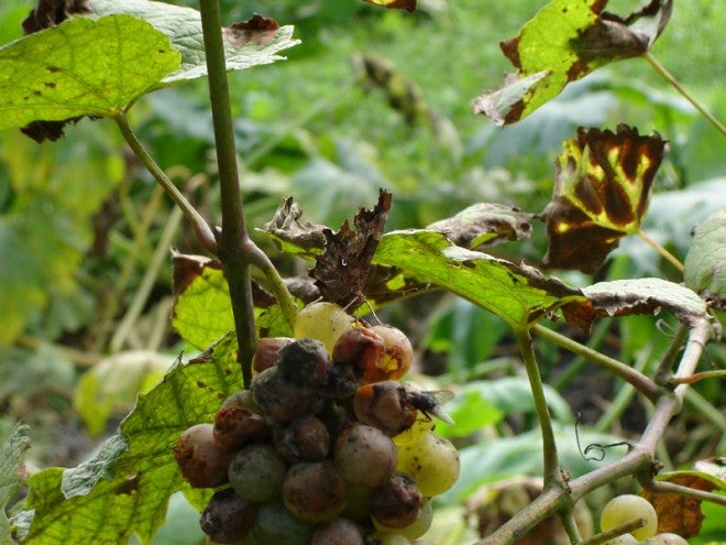 Growing a hidden survival garden