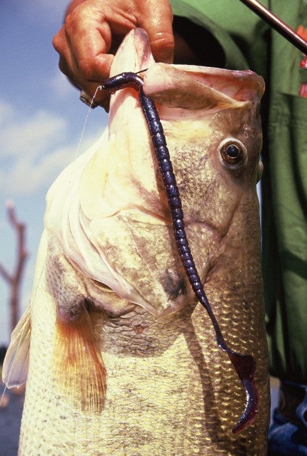 Redondo bass anglers used oversized plastic worms to try and avoid smaller fish under 6 pounds from taking lures before much bigger bass could strike.