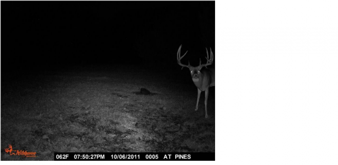 The right way to punk your buddy’s trail camera