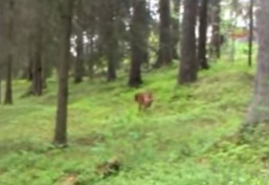 Dog vs. Deer