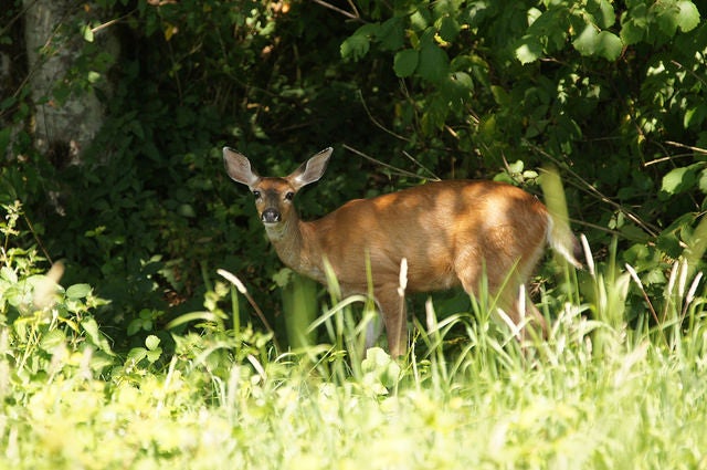 Do you prefer deer meat or hog meat?