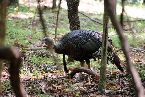 Like Buck Fever, Turkey Fever is Real — and Devastating