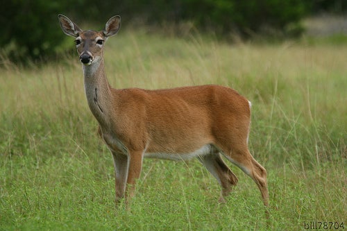 Video: the NYT gives hunting a sympathetic hearing