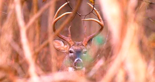 Science Of Deer Vision