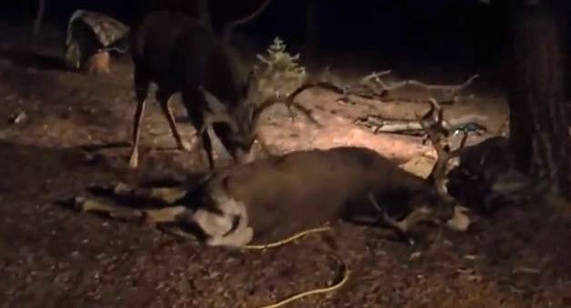 Step 1: Shoot Buck. Step 2: Get Organized. Step 3: Buck Attacks Dead Buck.