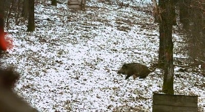 Got 12 seconds? Watch this guy shoot 7 wild boar.