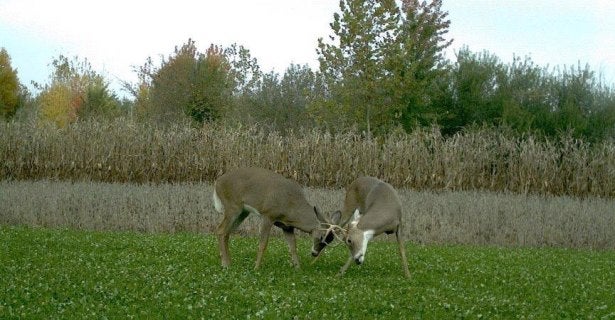 Eyes in the Field