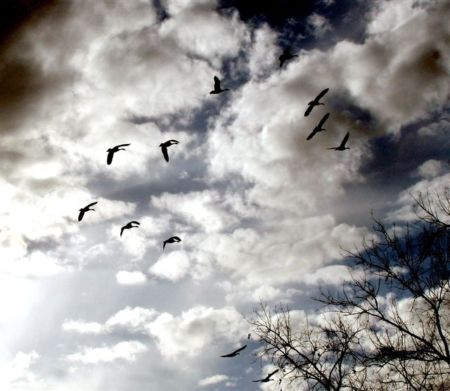 Honk If You Love Geese