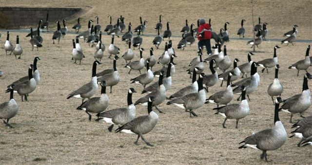 Canada geese are so abundant in Pierre, that they waddle across roads and parking lots everywhere; and youngsters run and play among them in city parks.