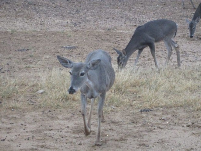 CamoTherapy: Curious (and Hungry!) Deer