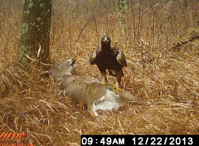 From Ohio Birds and Biodiversity