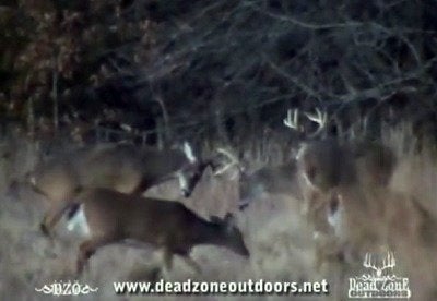 One Of The Most Unique Things You Will Ever See In The Whitetail World (Video)