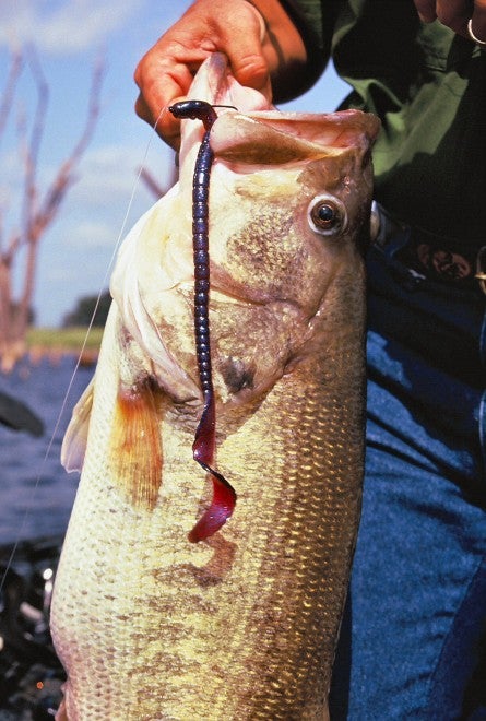 Huge bass are common on Rodman, and many anglers consider it one of the best giant largemouth factories in North America.