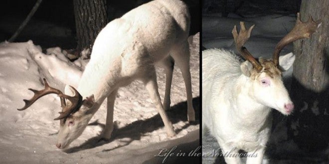 Would You Shoot an Albino or Piebald Deer?